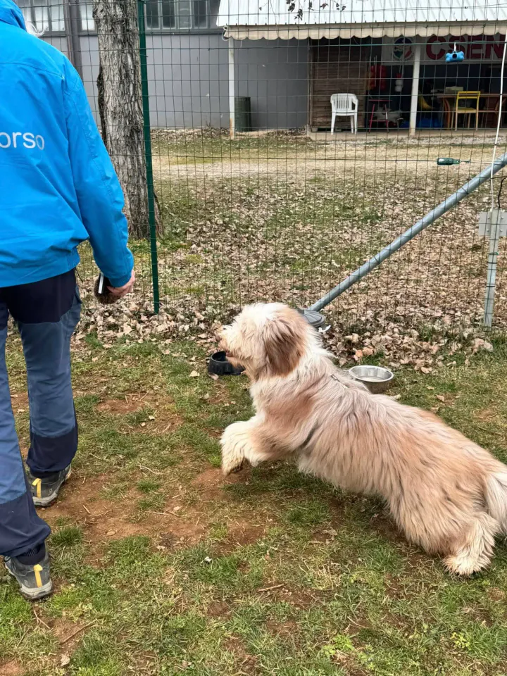 Foto GEM DOG A.S.D.: Chi ri-cerca trova, giochi di fiuto, Leproso, 23 febbraio 2025, foto 47 di 52