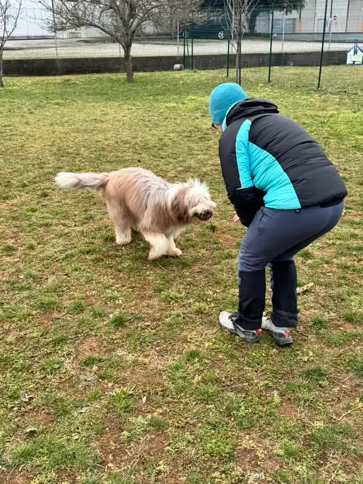 Foto GEM DOG A.S.D.: Chi ri-cerca trova, giochi di fiuto, Leproso, 23 febbraio 2025, foto 48 di 52