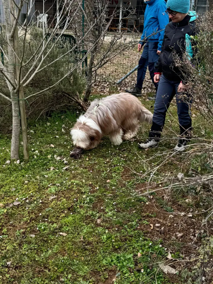 Foto GEM DOG A.S.D.: Chi ri-cerca trova, giochi di fiuto, Leproso, 23 febbraio 2025, foto 49 di 52