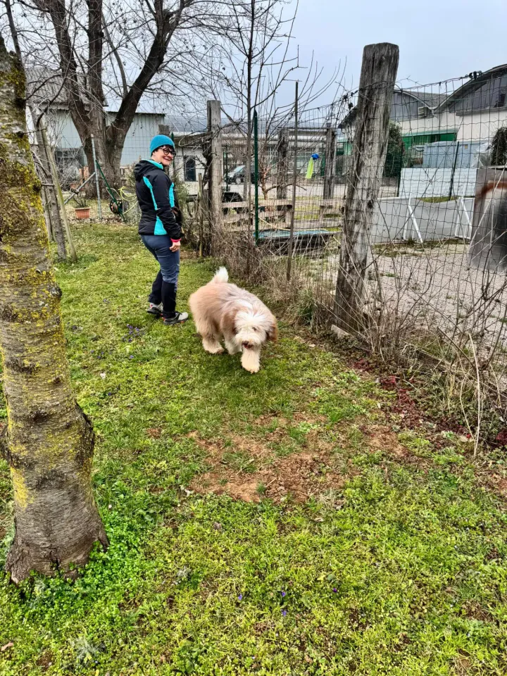Foto GEM DOG A.S.D.: Chi ri-cerca trova, giochi di fiuto, Leproso, 23 febbraio 2025, foto 50 di 52
