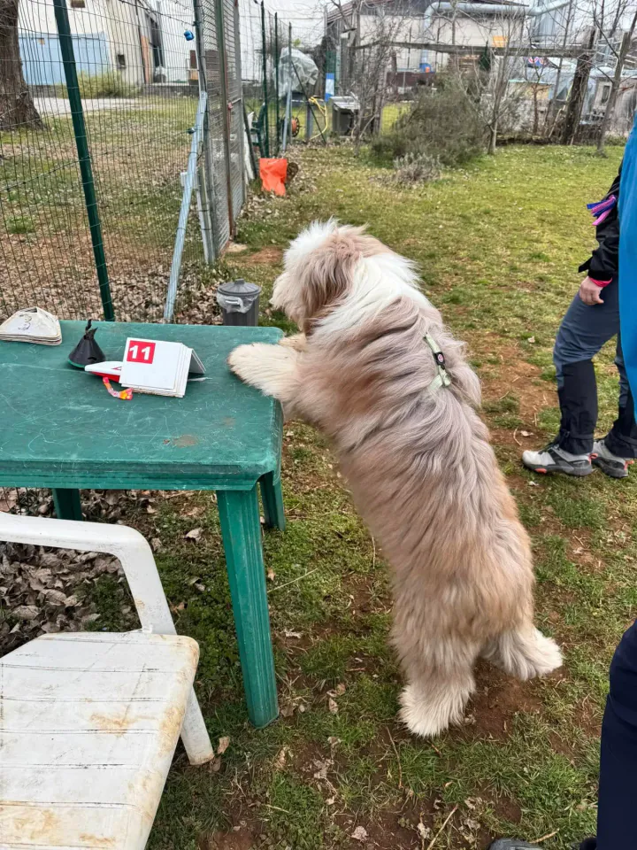 Foto GEM DOG A.S.D.: Chi ri-cerca trova, giochi di fiuto, Leproso, 23 febbraio 2025, foto 51 di 52