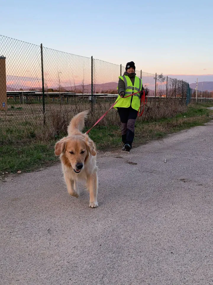 Foto GEM DOG A.S.D.: Allenamento di mantrailing, 1 marzo 2025, foto 1 di 36