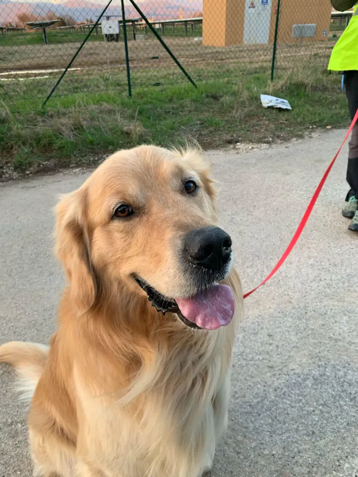 Foto GEM DOG A.S.D.: Allenamento di mantrailing, 1 marzo 2025, foto 2 di 36