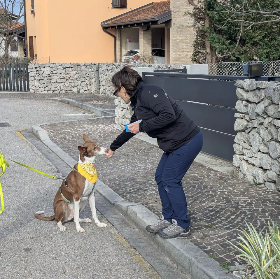 Foto GEM DOG A.S.D.: Allenamento di mantrailing, 1 marzo 2025, foto 11 di 36