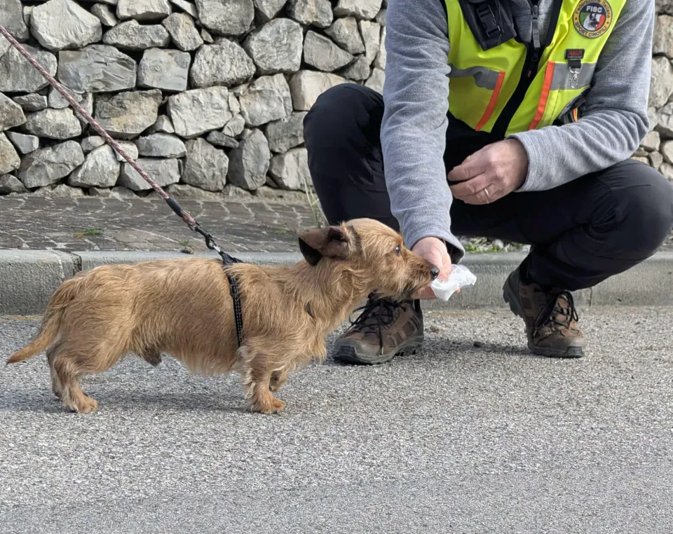 Foto GEM DOG A.S.D.: Allenamento di mantrailing, 1 marzo 2025, foto 12 di 36