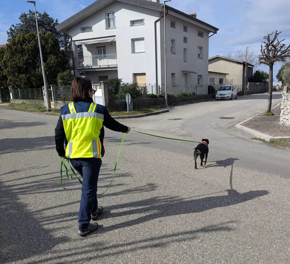 Foto GEM DOG A.S.D.: Allenamento di mantrailing, 1 marzo 2025, foto 14 di 36