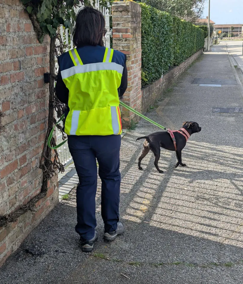 Foto GEM DOG A.S.D.: Allenamento di mantrailing, 1 marzo 2025, foto 15 di 36