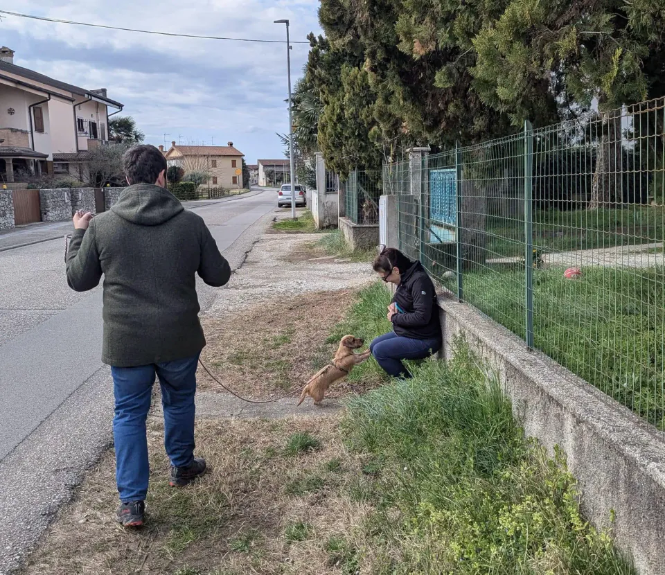 Foto GEM DOG A.S.D.: Allenamento di mantrailing, 1 marzo 2025, foto 16 di 36