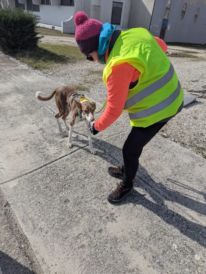 Foto GEM DOG A.S.D.: Allenamento di mantrailing, 1 marzo 2025, foto 19 di 36