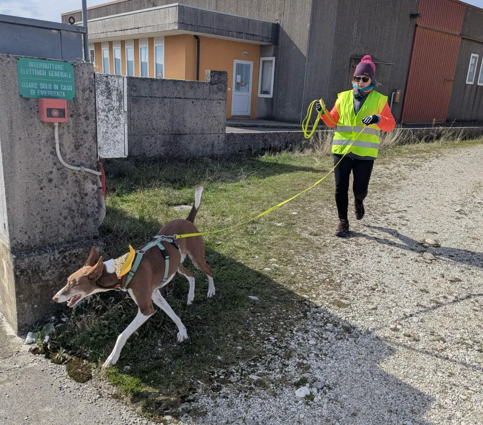 Foto GEM DOG A.S.D.: Allenamento di mantrailing, 1 marzo 2025, foto 21 di 36