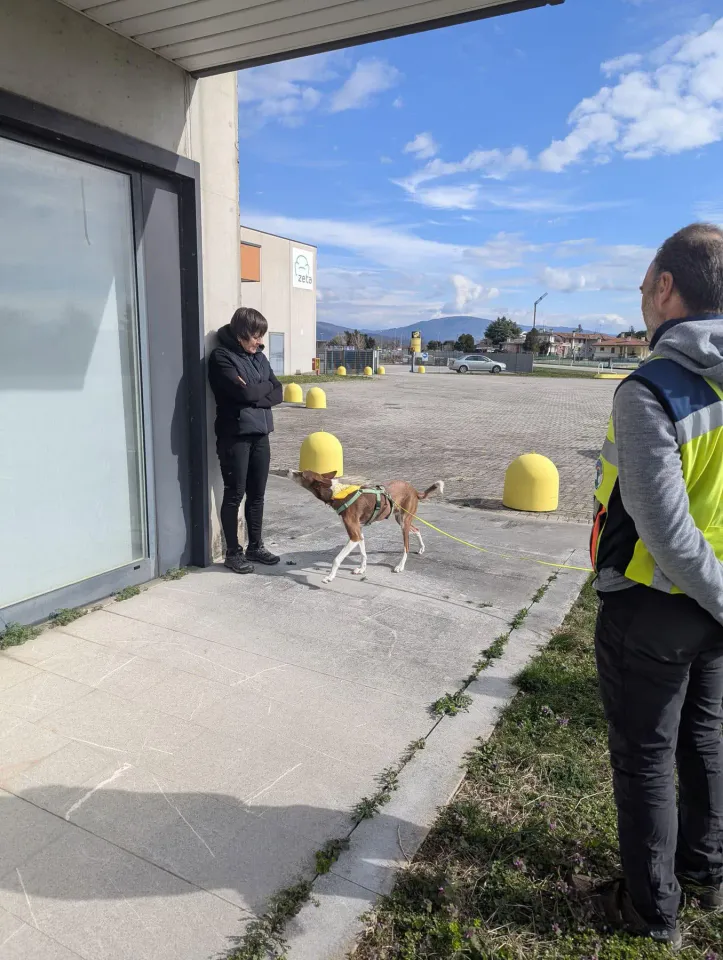 Foto GEM DOG A.S.D.: Allenamento di mantrailing, 1 marzo 2025, foto 23 di 36