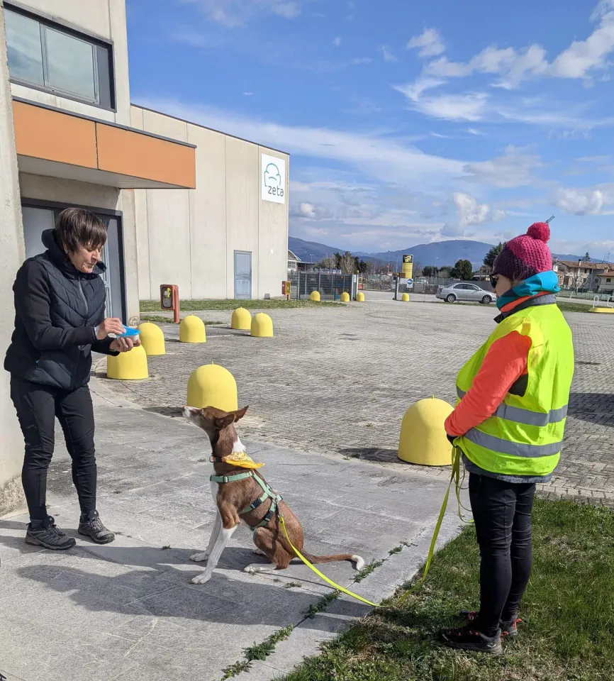 Foto GEM DOG A.S.D.: Allenamento di mantrailing, 1 marzo 2025, foto 24 di 36