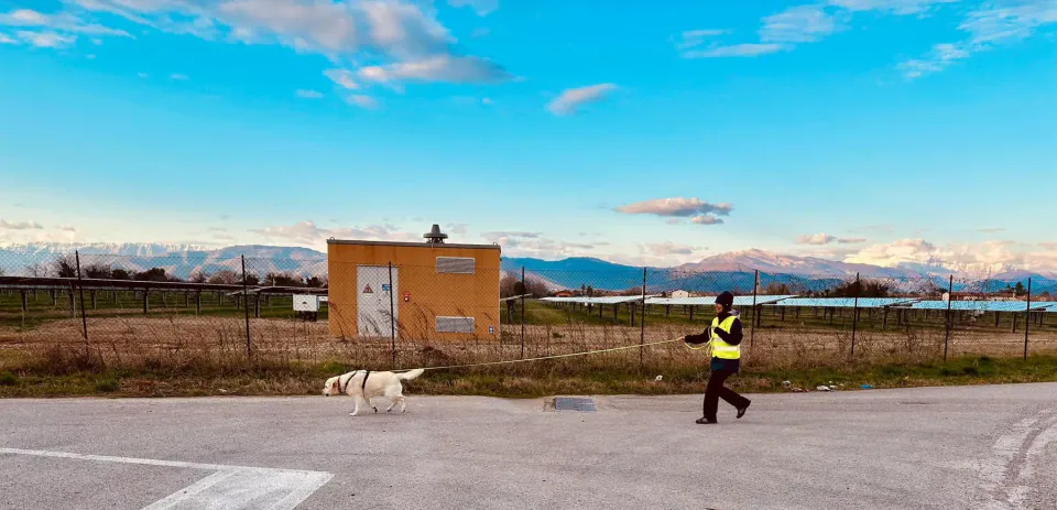 Foto GEM DOG A.S.D.: Allenamento di mantrailing, 1 marzo 2025, foto 26 di 36