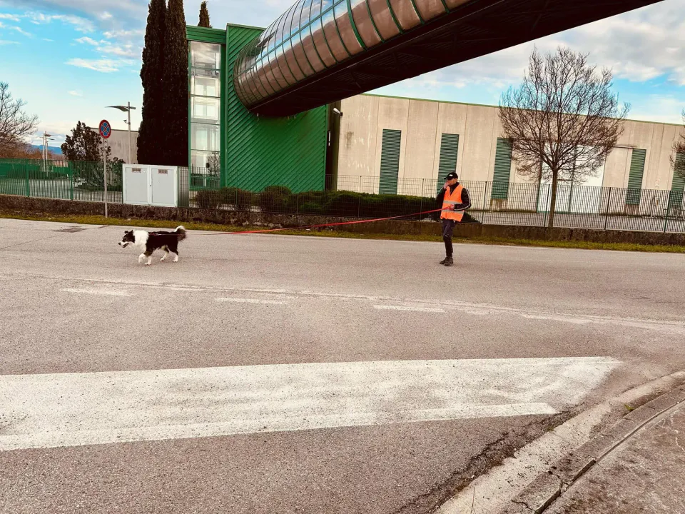 Foto GEM DOG A.S.D.: Allenamento di mantrailing, 1 marzo 2025, foto 30 di 36