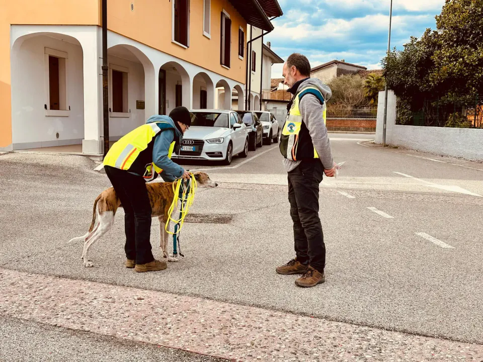 Foto GEM DOG A.S.D.: Allenamento di mantrailing, 1 marzo 2025, foto 35 di 36