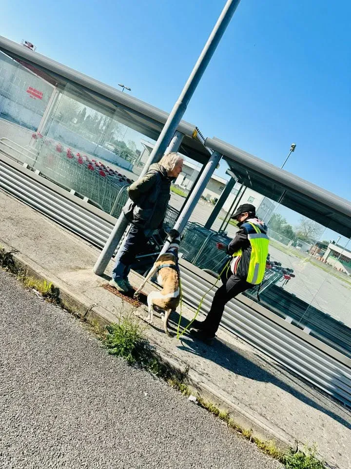 Foto GEM DOG A.S.D.: Allenamento di mantrailing, 5 aprile 2025, foto 2 di 6