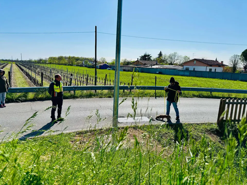 Foto GEM DOG A.S.D.: Allenamento di mantrailing, 5 aprile 2025, foto 4 di 6