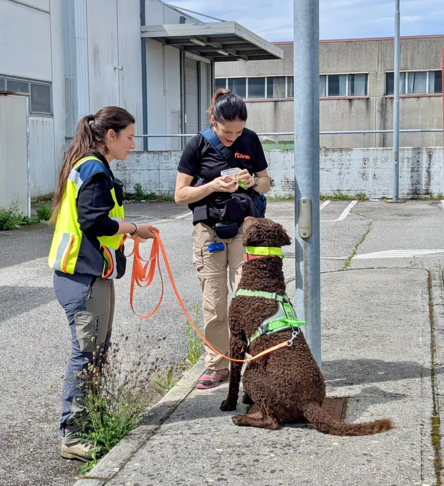 Foto GEM DOG A.S.D.: Allenamento di mantrailing, 26 aprile 2025, foto 1 di 17