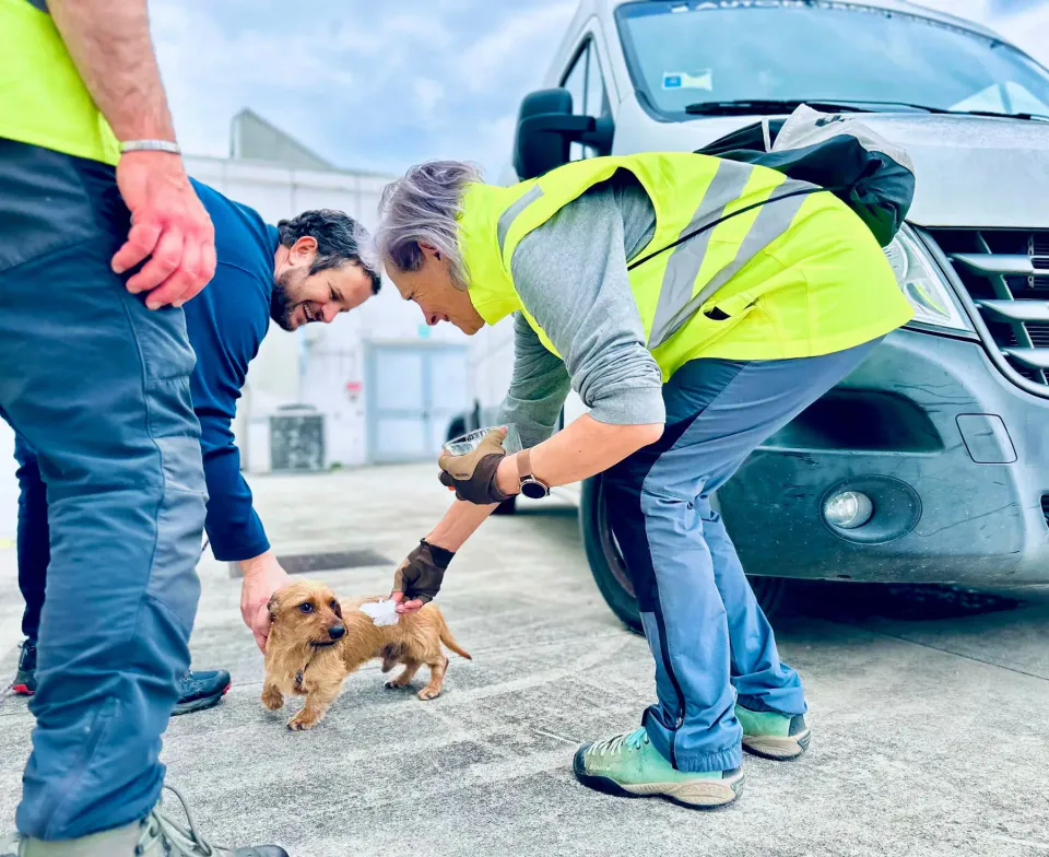 Foto GEM DOG A.S.D.: Allenamento di mantrailing, 26 aprile 2025, foto 4 di 17