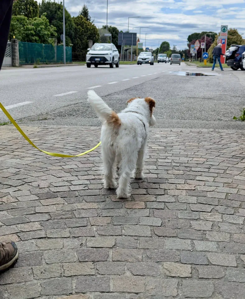 Foto GEM DOG A.S.D.: Allenamento di mantrailing, 26 aprile 2025, foto 6 di 17