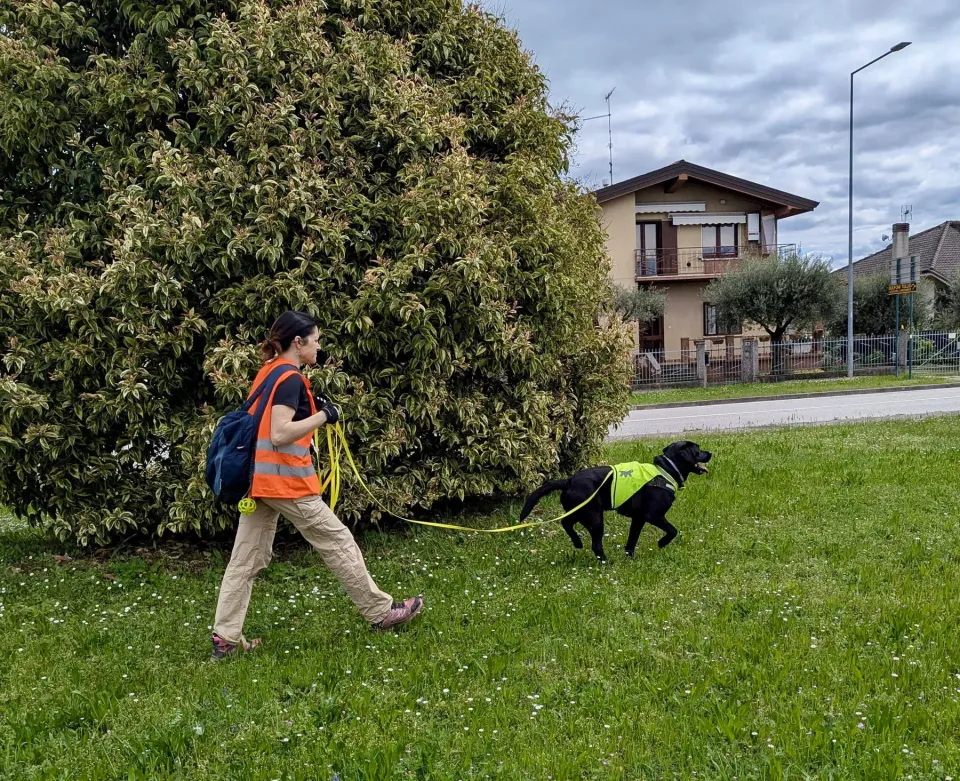 Foto GEM DOG A.S.D.: Allenamento di mantrailing, 26 aprile 2025, foto 7 di 17