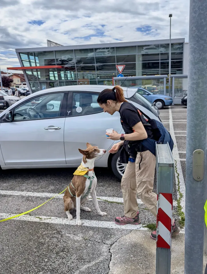 Foto GEM DOG A.S.D.: Allenamento di mantrailing, 26 aprile 2025, foto 9 di 17