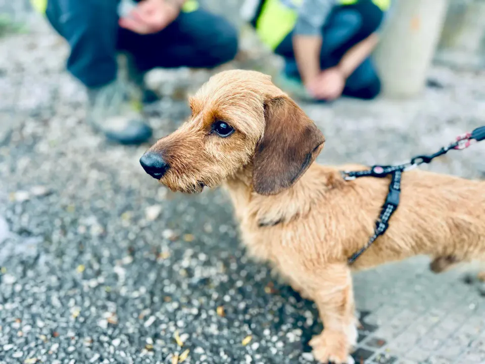 Foto GEM DOG A.S.D.: Allenamento di mantrailing, 26 aprile 2025, foto 12 di 17