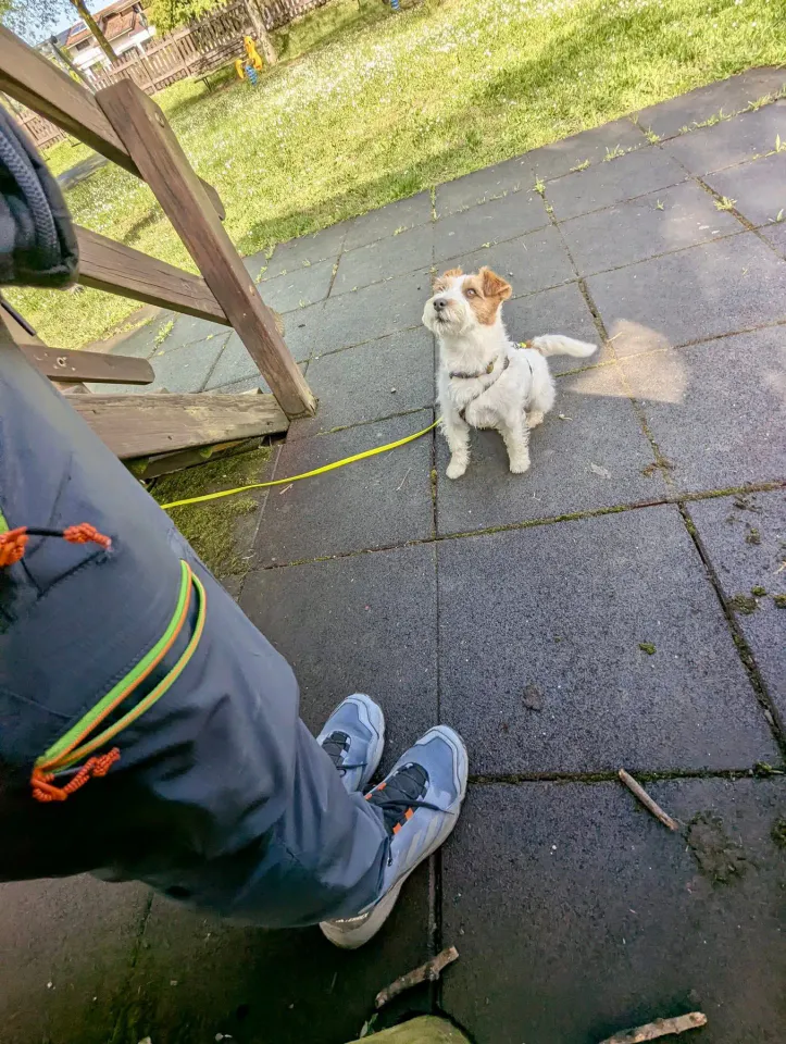 Foto GEM DOG A.S.D.: Allenamento di mantrailing, 26 aprile 2025, foto 13 di 17