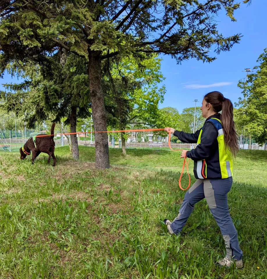 Foto GEM DOG A.S.D.: Allenamento di mantrailing, 26 aprile 2025, foto 15 di 17