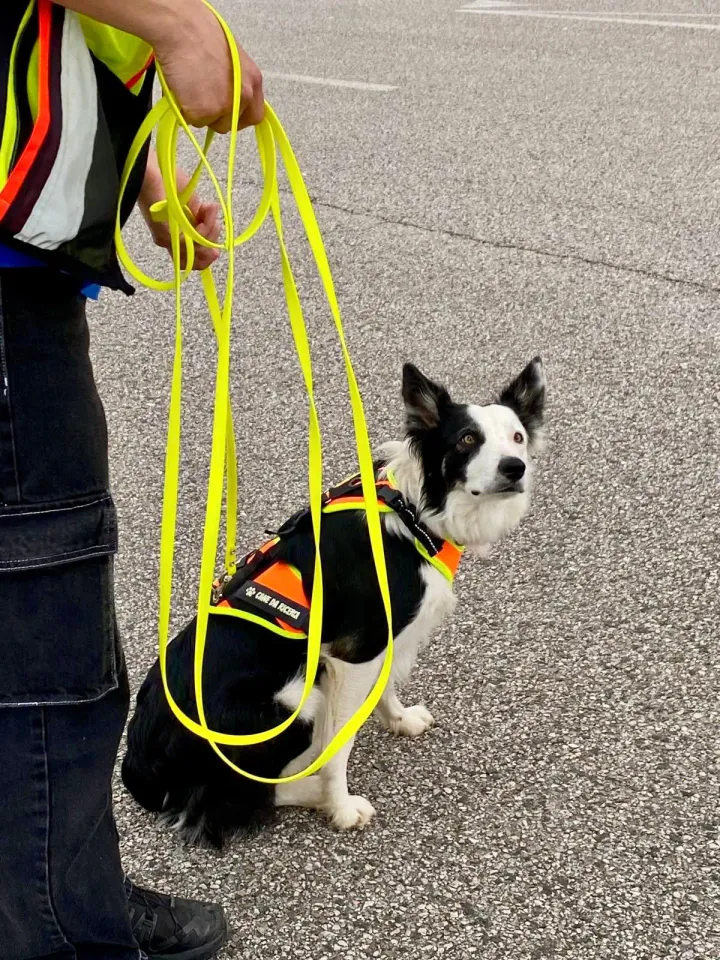 Foto GEM DOG A.S.D.: Allenamento di mantrailing, 26 aprile 2025, foto 17 di 17