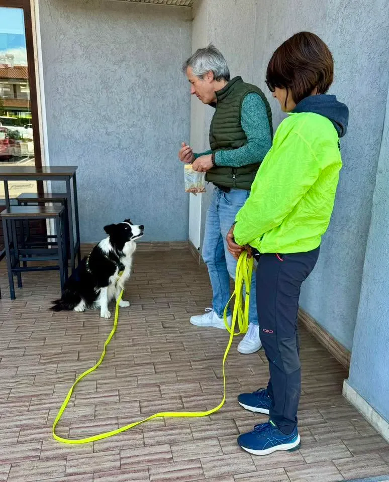 Foto GEM DOG A.S.D.: Allenamento di mantrailing, 10 maggio 2025, foto 2 di 13
