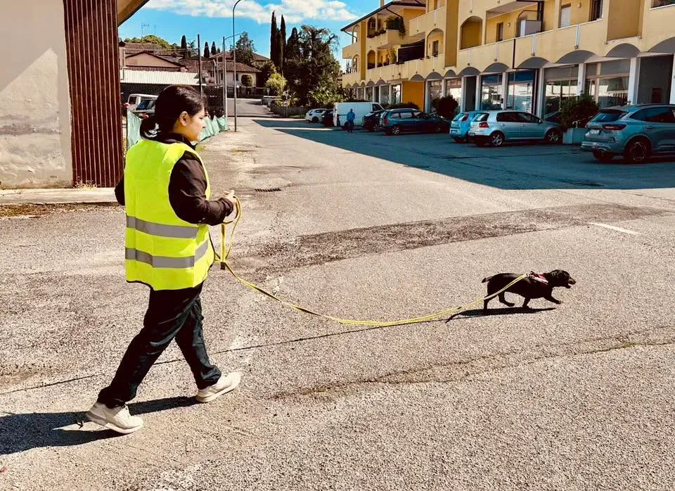 Foto GEM DOG A.S.D.: Allenamento di mantrailing, 10 maggio 2025, foto 8 di 13