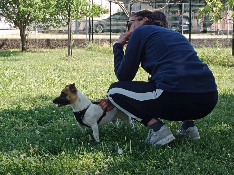 Foto GEM DOG A.S.D.: Chi ri-cerca trova, giochi di fiuto, Leproso, 11 maggio 2025, foto 1 di 17
