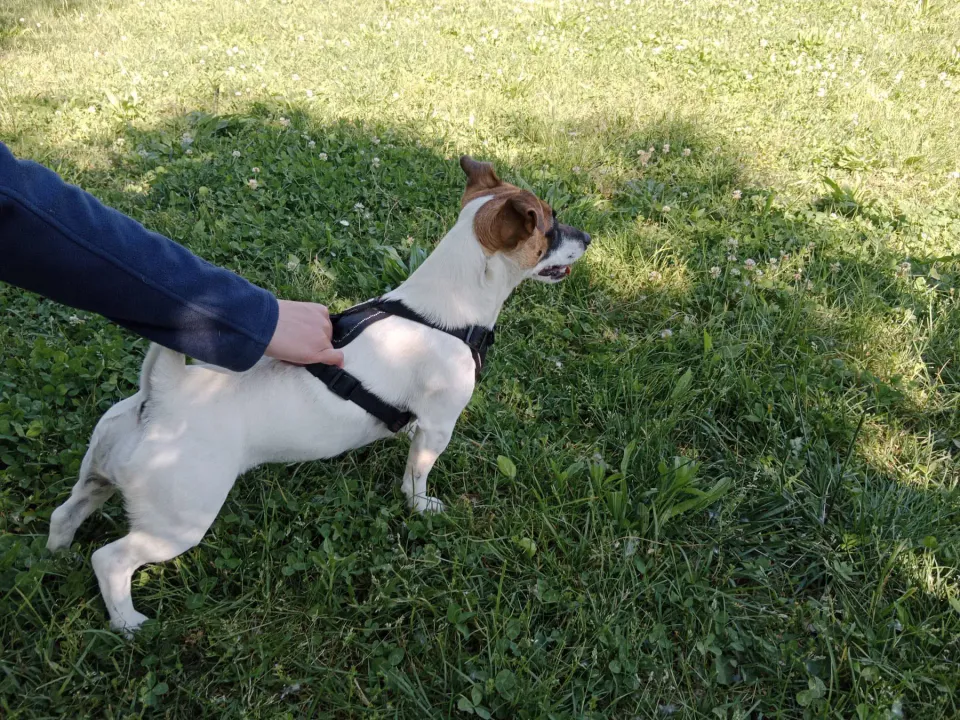 Foto GEM DOG A.S.D.: Chi ri-cerca trova, giochi di fiuto, Leproso, 11 maggio 2025, foto 2 di 17