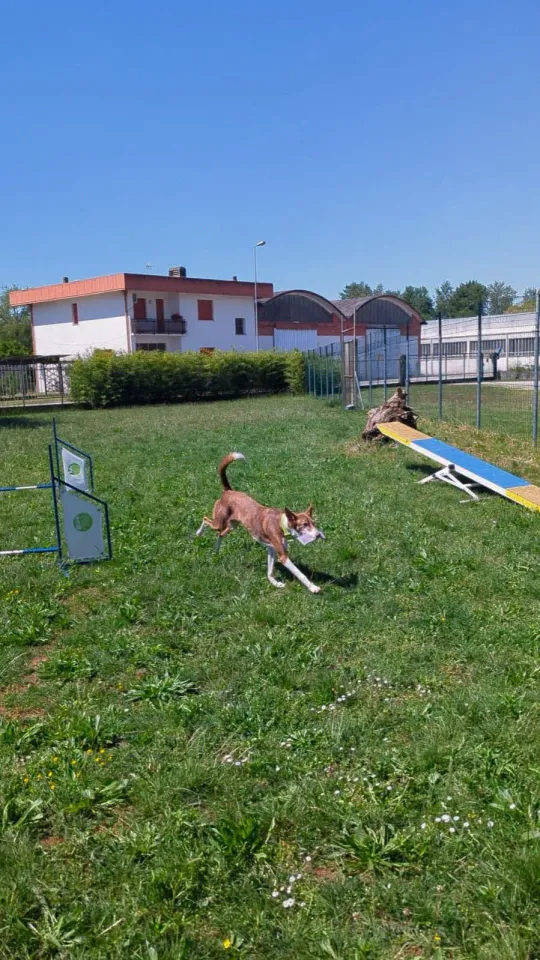 Foto GEM DOG A.S.D.: Chi ri-cerca trova, giochi di fiuto, Leproso, 11 maggio 2025, foto 5 di 17