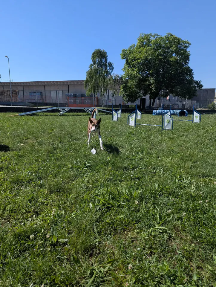 Foto GEM DOG A.S.D.: Chi ri-cerca trova, giochi di fiuto, Leproso, 11 maggio 2025, foto 7 di 17