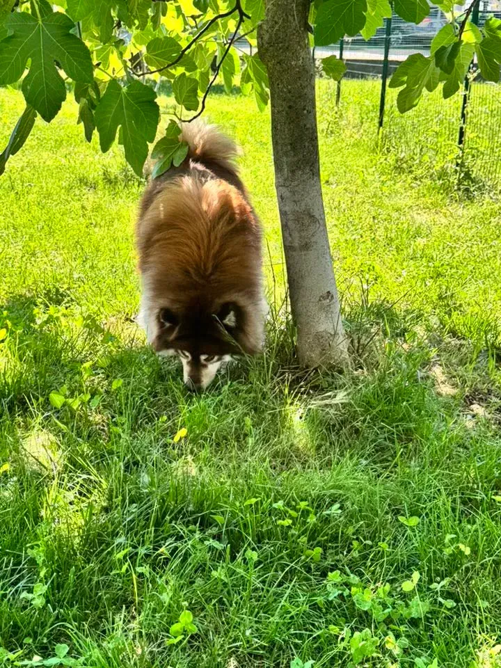 Foto GEM DOG A.S.D.: Chi ri-cerca trova, giochi di fiuto, Leproso, 11 maggio 2025, foto 8 di 17