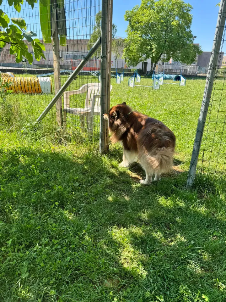 Foto GEM DOG A.S.D.: Chi ri-cerca trova, giochi di fiuto, Leproso, 11 maggio 2025, foto 9 di 17