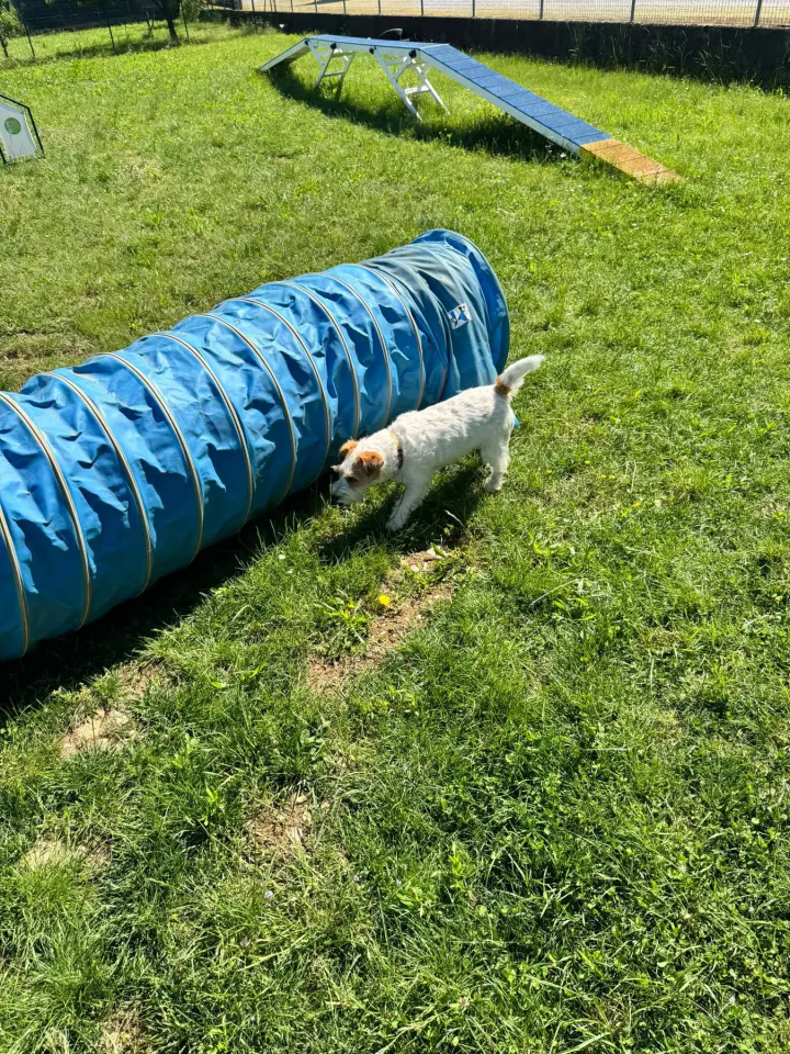 Foto GEM DOG A.S.D.: Chi ri-cerca trova, giochi di fiuto, Leproso, 11 maggio 2025, foto 10 di 17