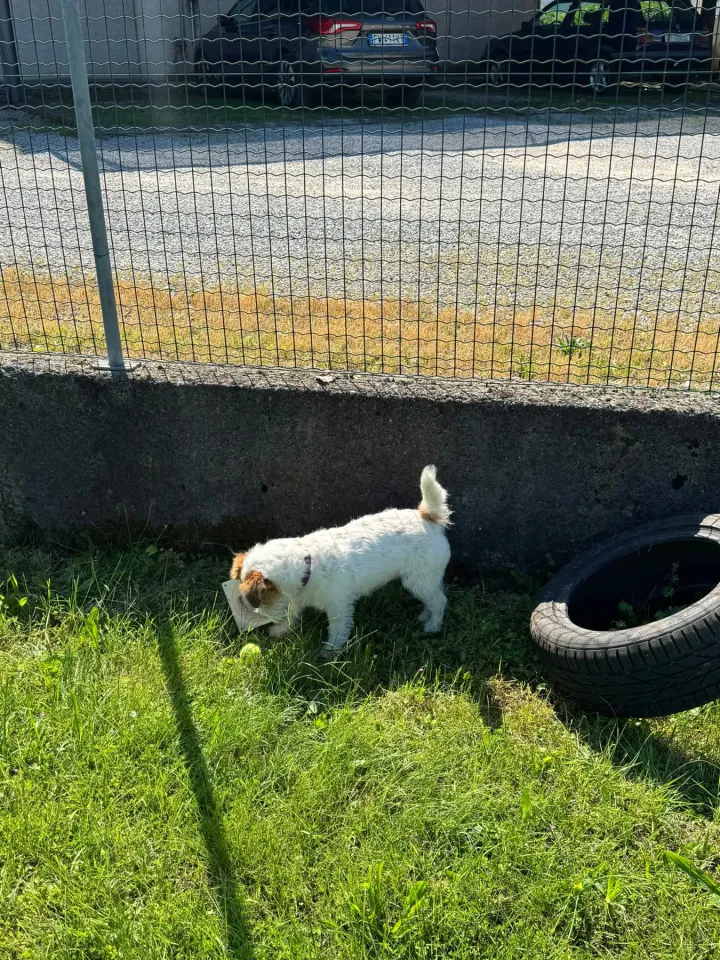 Foto GEM DOG A.S.D.: Chi ri-cerca trova, giochi di fiuto, Leproso, 11 maggio 2025, foto 11 di 17