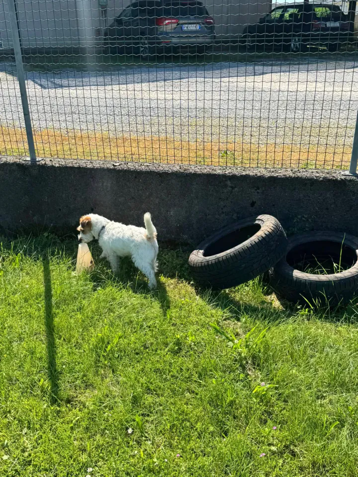 Foto GEM DOG A.S.D.: Chi ri-cerca trova, giochi di fiuto, Leproso, 11 maggio 2025, foto 12 di 17