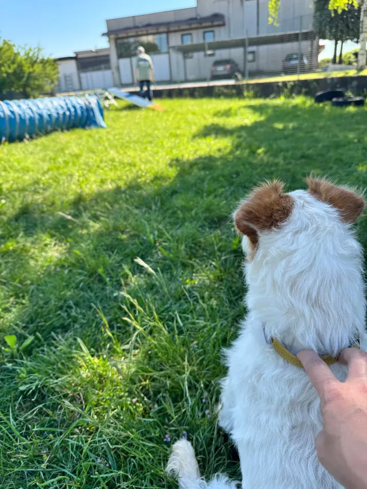 Foto GEM DOG A.S.D.: Chi ri-cerca trova, giochi di fiuto, Leproso, 11 maggio 2025, foto 13 di 17