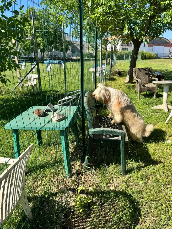 Foto GEM DOG A.S.D.: Chi ri-cerca trova, giochi di fiuto, Leproso, 11 maggio 2025, foto 14 di 17