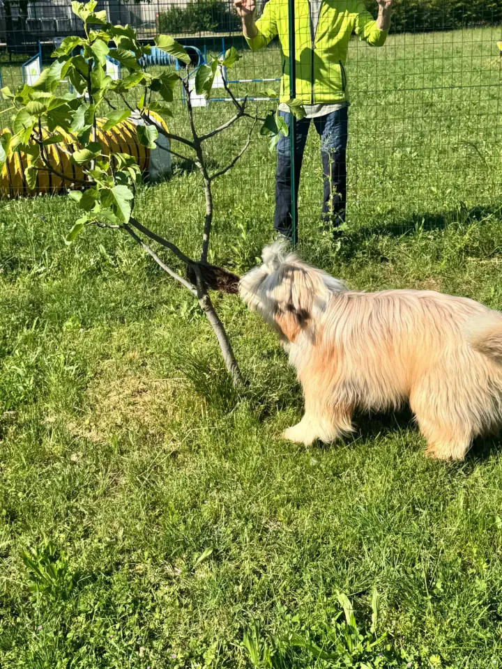 Foto GEM DOG A.S.D.: Chi ri-cerca trova, giochi di fiuto, Leproso, 11 maggio 2025, foto 15 di 17