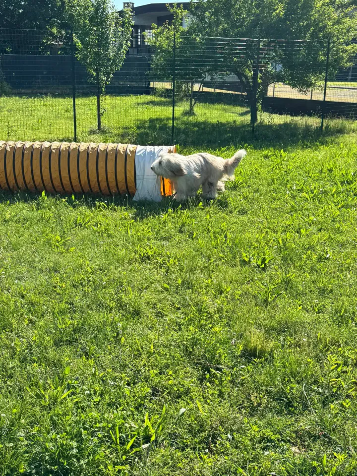 Foto GEM DOG A.S.D.: Chi ri-cerca trova, giochi di fiuto, Leproso, 11 maggio 2025, foto 16 di 17