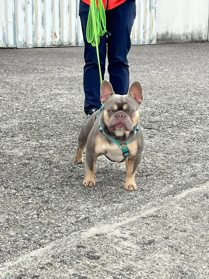 Foto GEM DOG A.S.D.: Corso tecnici di mantrailing FISC di primo livello, Leproso, 17 maggio 2025, foto 3 di 24