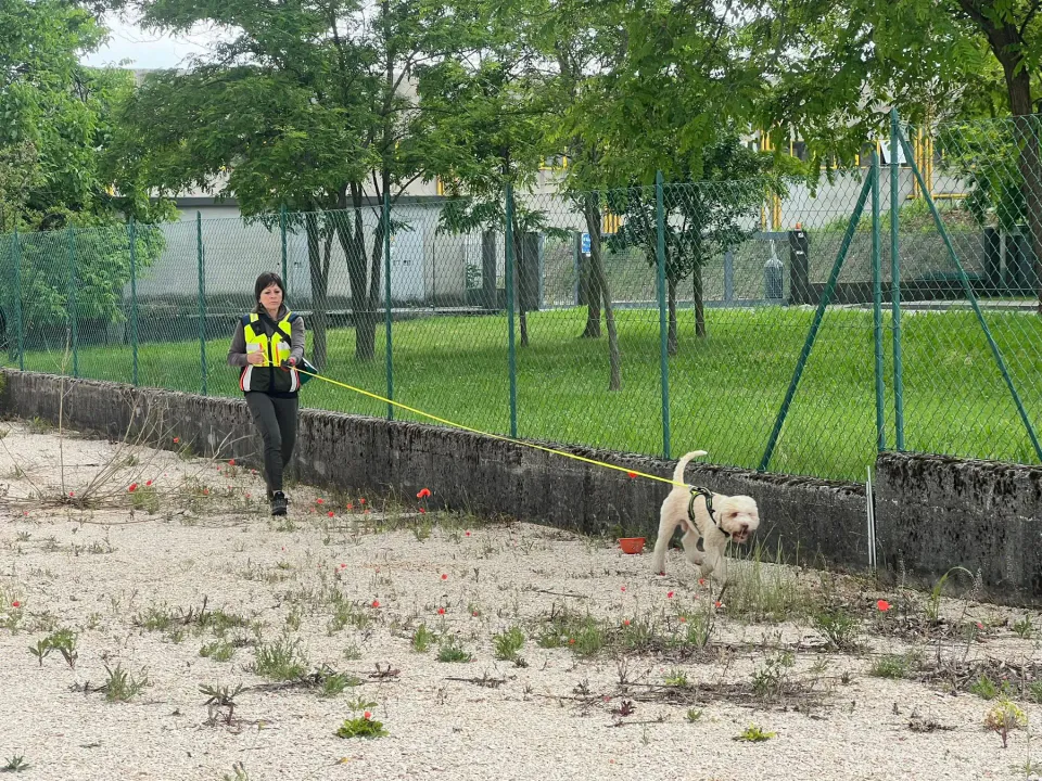Foto GEM DOG A.S.D.: Corso tecnici di mantrailing FISC di primo livello, Leproso, 17 maggio 2025, foto 4 di 24
