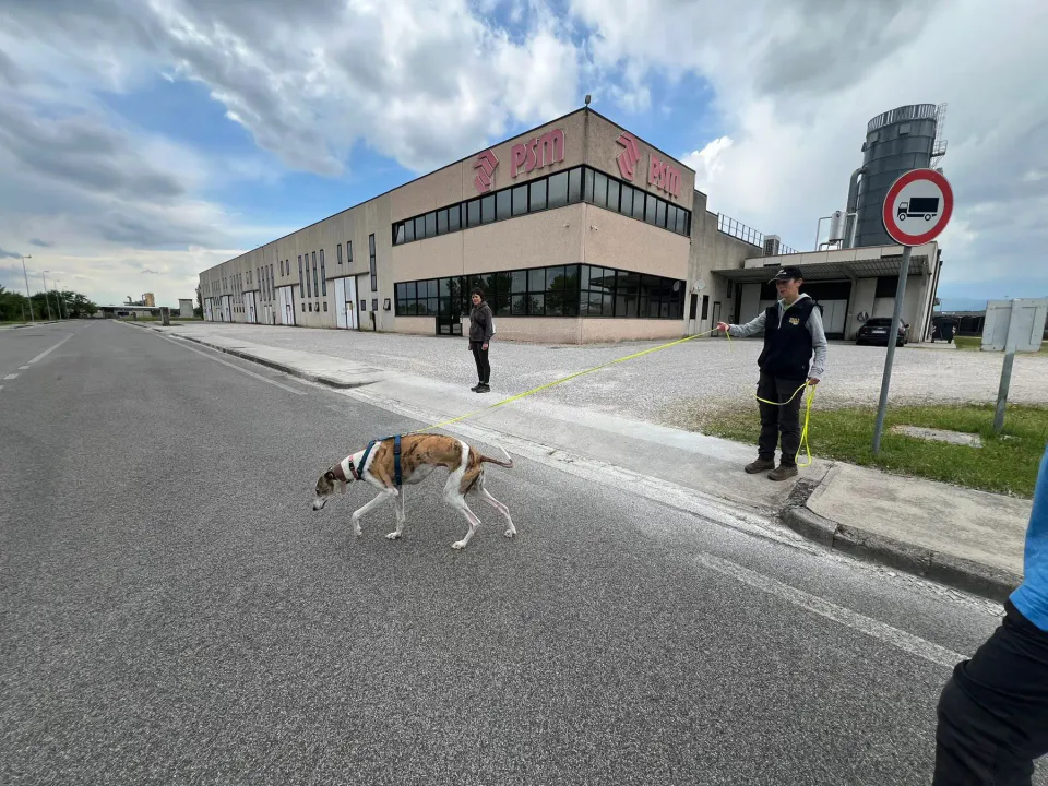 Foto GEM DOG A.S.D.: Corso tecnici di mantrailing FISC di primo livello, Leproso, 17 maggio 2025, foto 5 di 24
