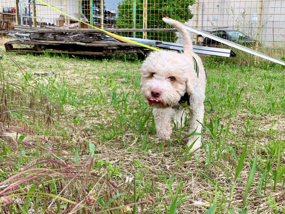 Foto GEM DOG A.S.D.: Corso tecnici di mantrailing FISC di primo livello, Leproso, 17 maggio 2025, foto 8 di 24