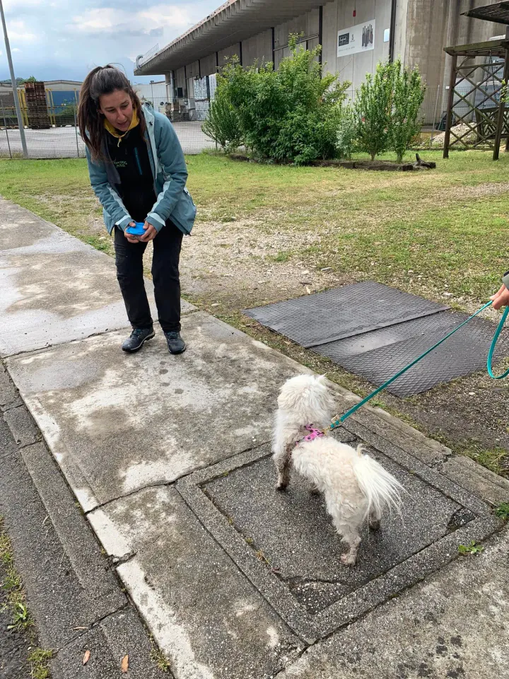 Foto GEM DOG A.S.D.: Corso tecnici di mantrailing FISC di primo livello, Leproso, 17 maggio 2025, foto 9 di 24